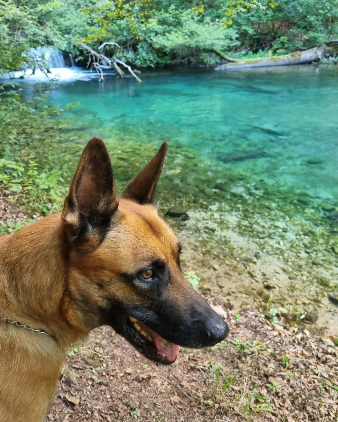 Belgijski ovčar malinoa uz rijeku
