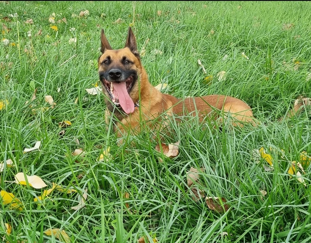 Malinois u travi